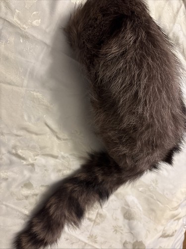 Waschbär pelz wintermütze - waschbär,